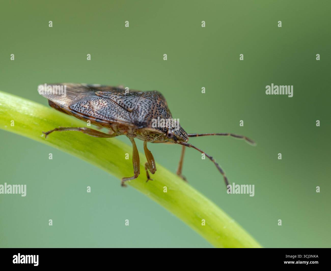 Brown Triangular Bug Side view of an invasive brown marmorated stink bug (Halyomorpha halys ...