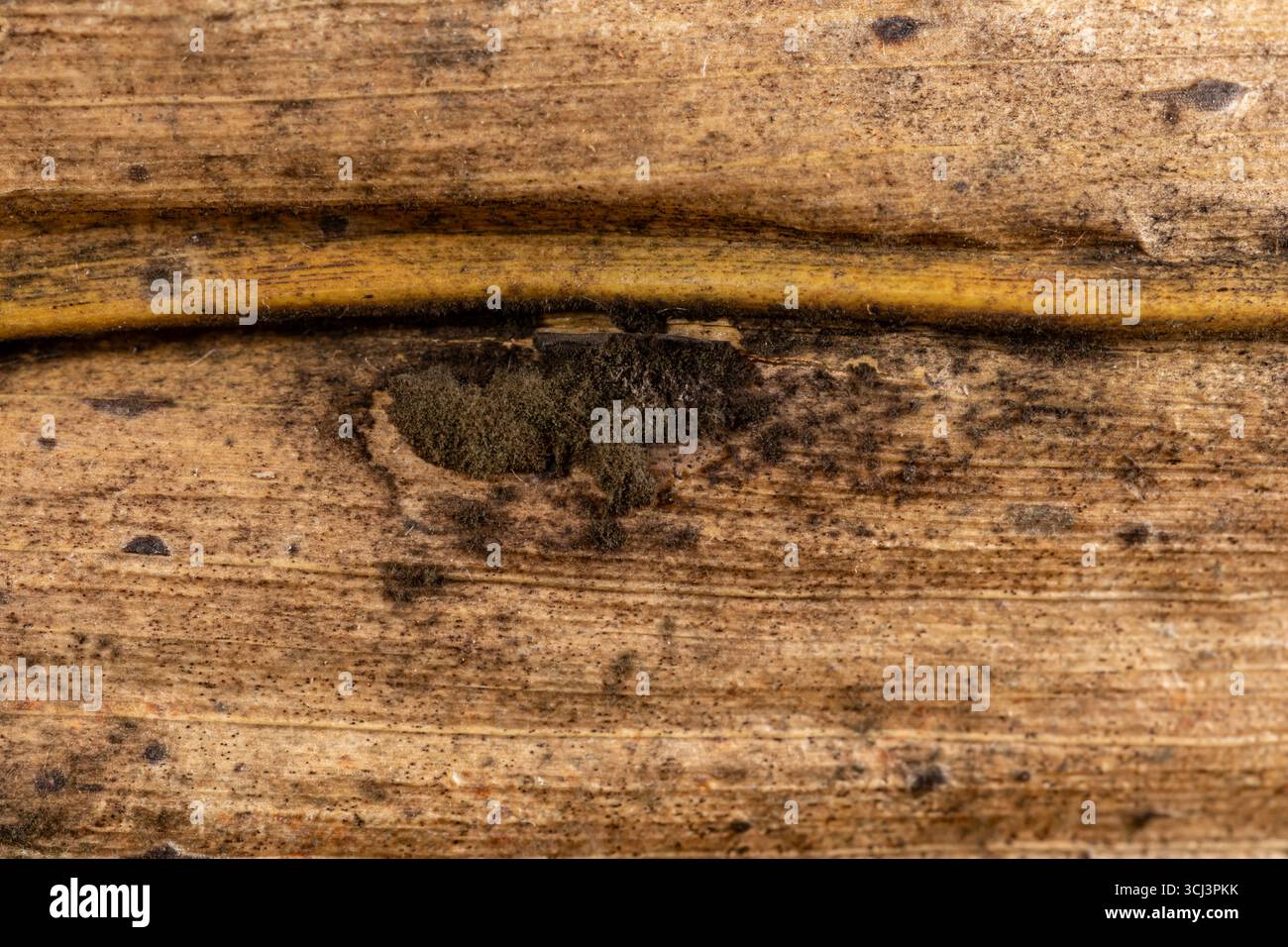 Saprophytic fungi on dead corn leaf. Corn harvest, black mold and farming concept. Stock Photo