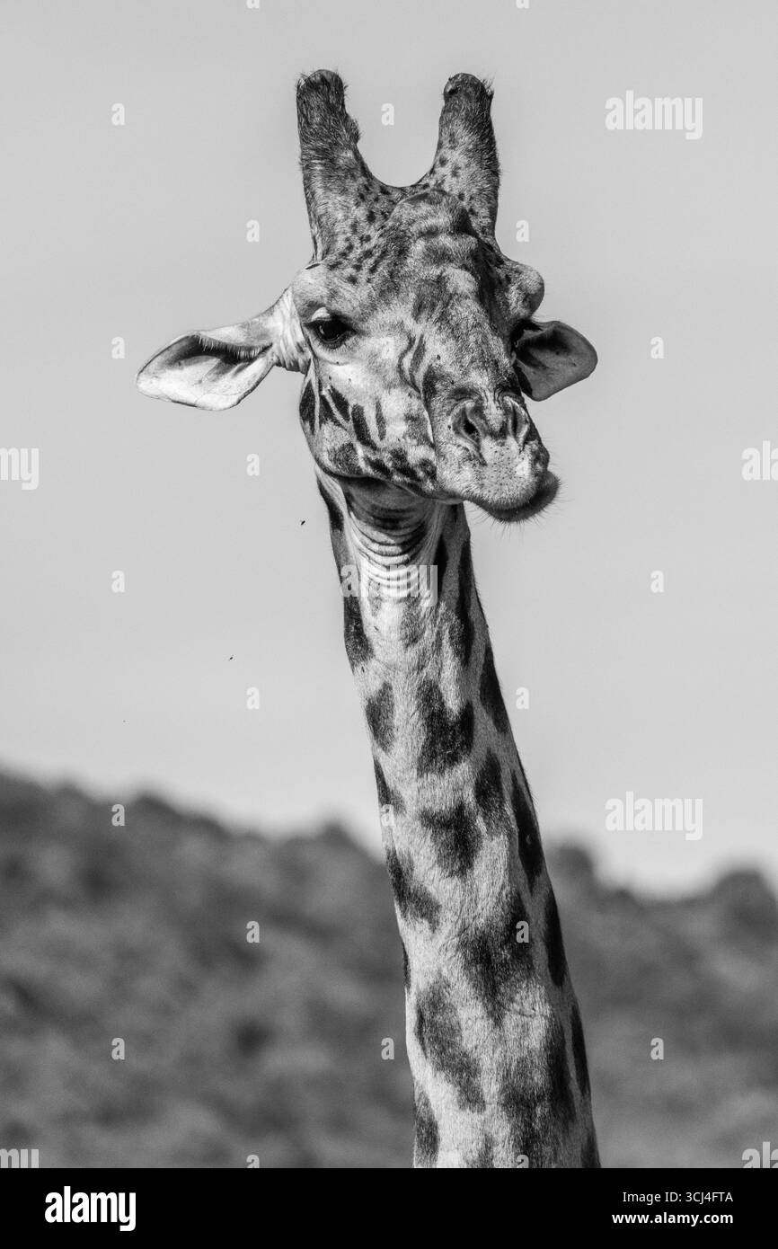 Giraffes at the Masai Mara national reserve Stock Photo