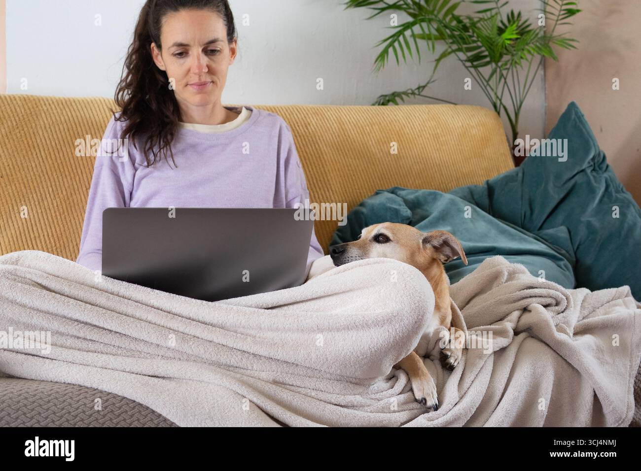 Woman using laptop while working remotely from home, accompanied by her dog under a blanket on a comfortable sofa Stock Photo