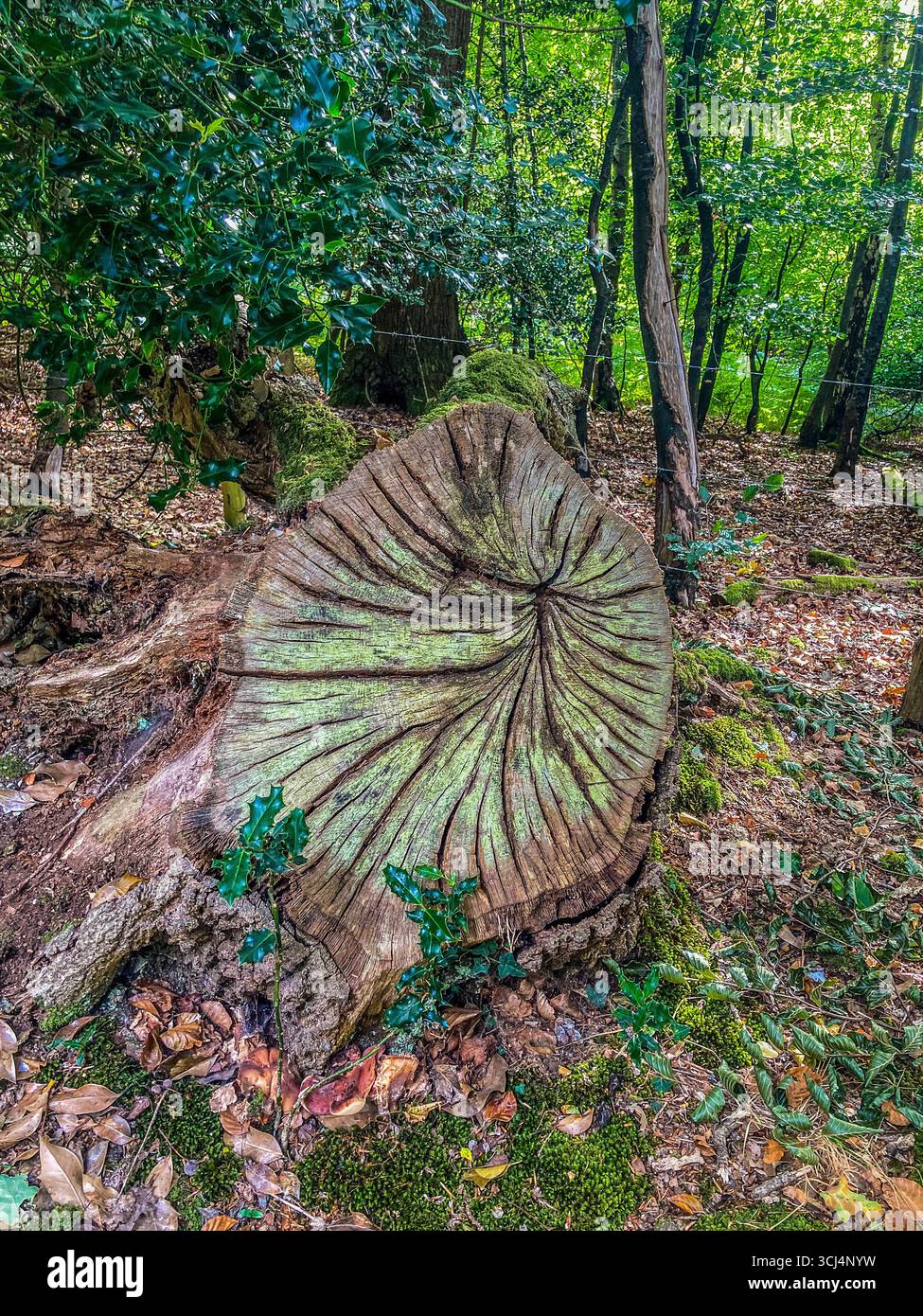 Close-up of an Old tree stump,  in Roydon Woods Nature Reserve, near Brockenhurst, in the New Forest, Hampshire - Smartphone Captured Stock Image