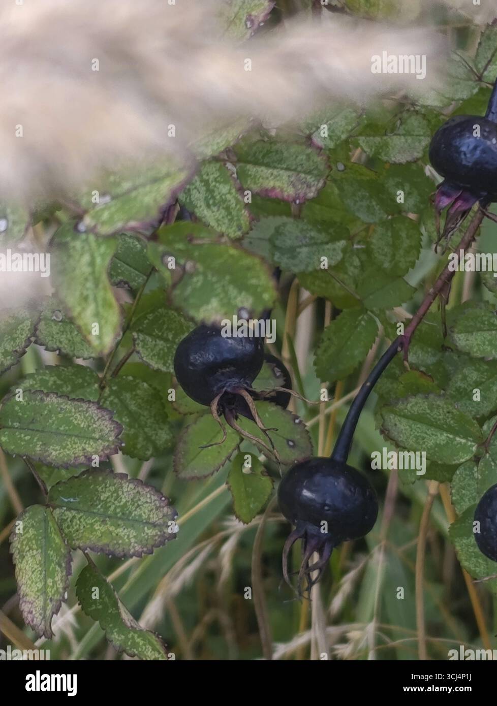 Black rose hips on a bush, selective focus Stock Photo