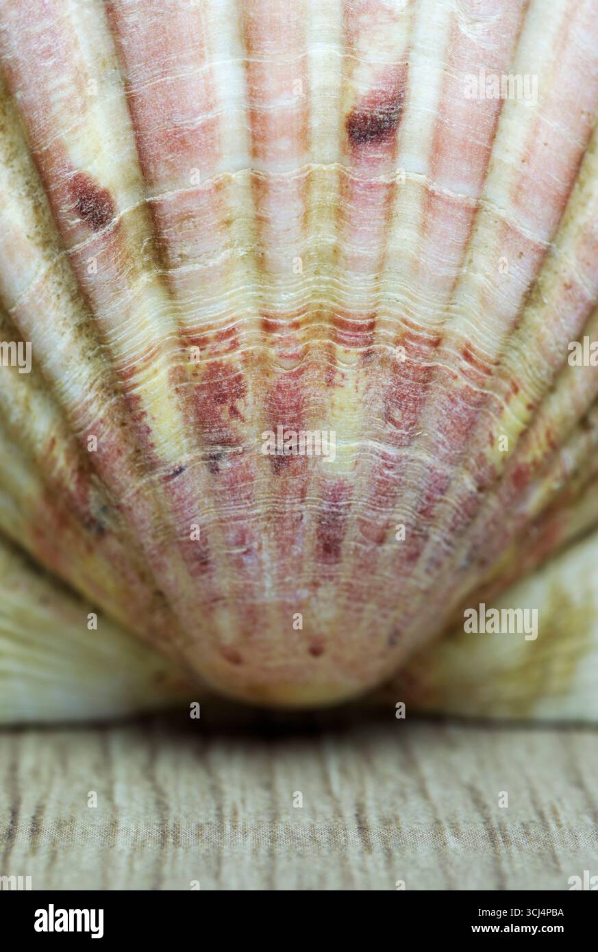 Pecten a hi-res stock photography and images - Alamy