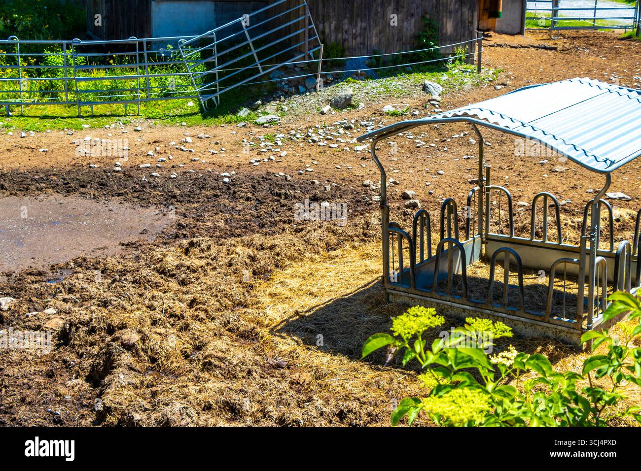 Feeding place mud animals hi-res stock photography and images - Alamy
