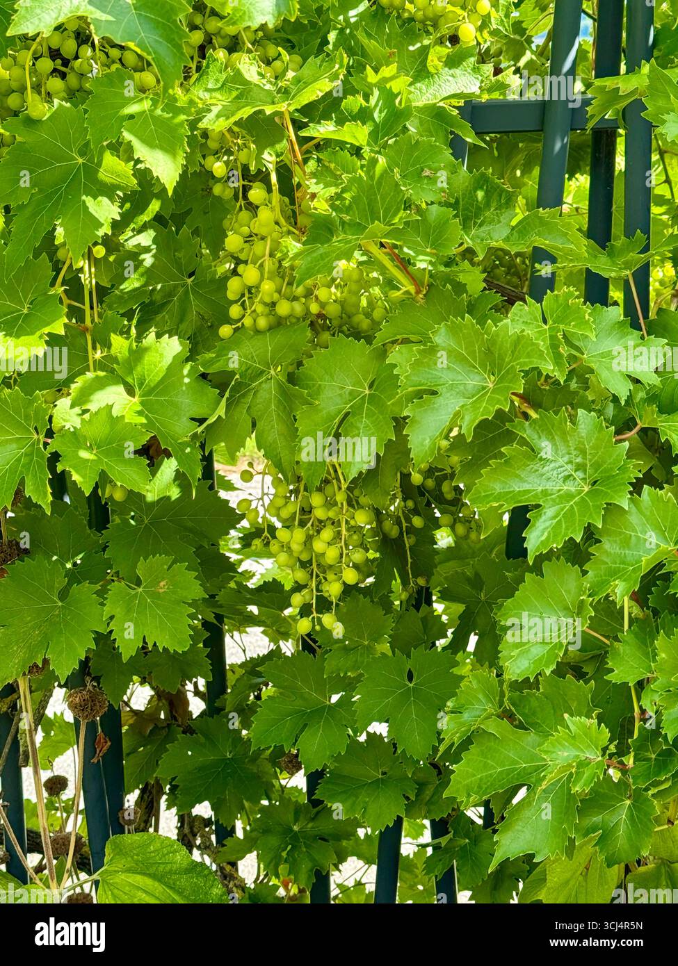 close up of ripe grapes in the champagne wine region, France - Smartphone Captured Stock Image