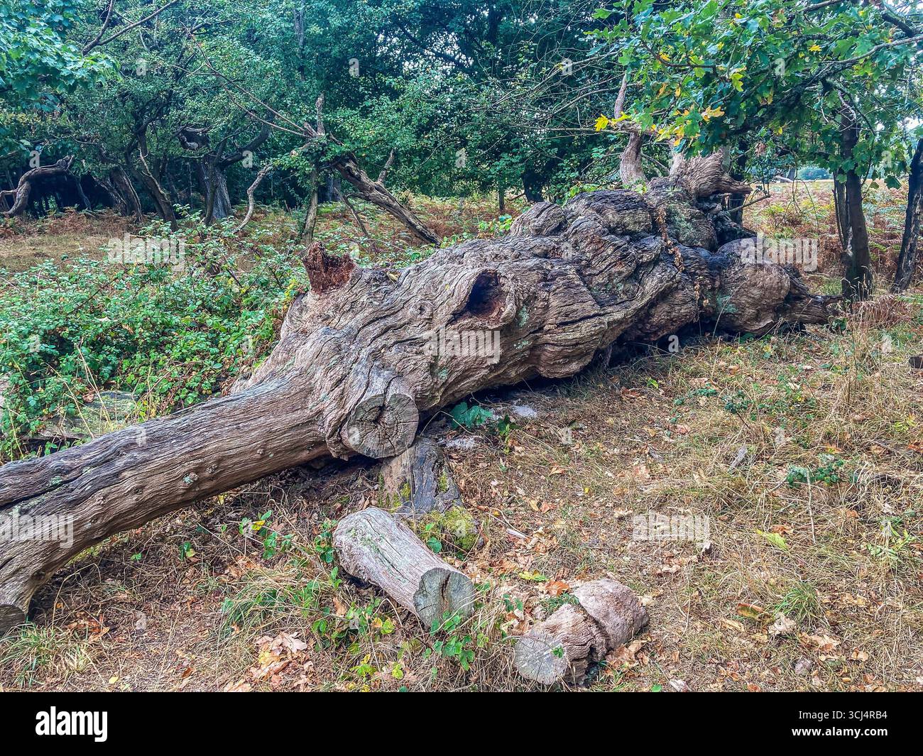 Old Decaying tree trunk in Roydon Woods Nature Reserve, near Brockenhurst, in the New Forest, Hampshire - Smartphone Captured Stock Image
