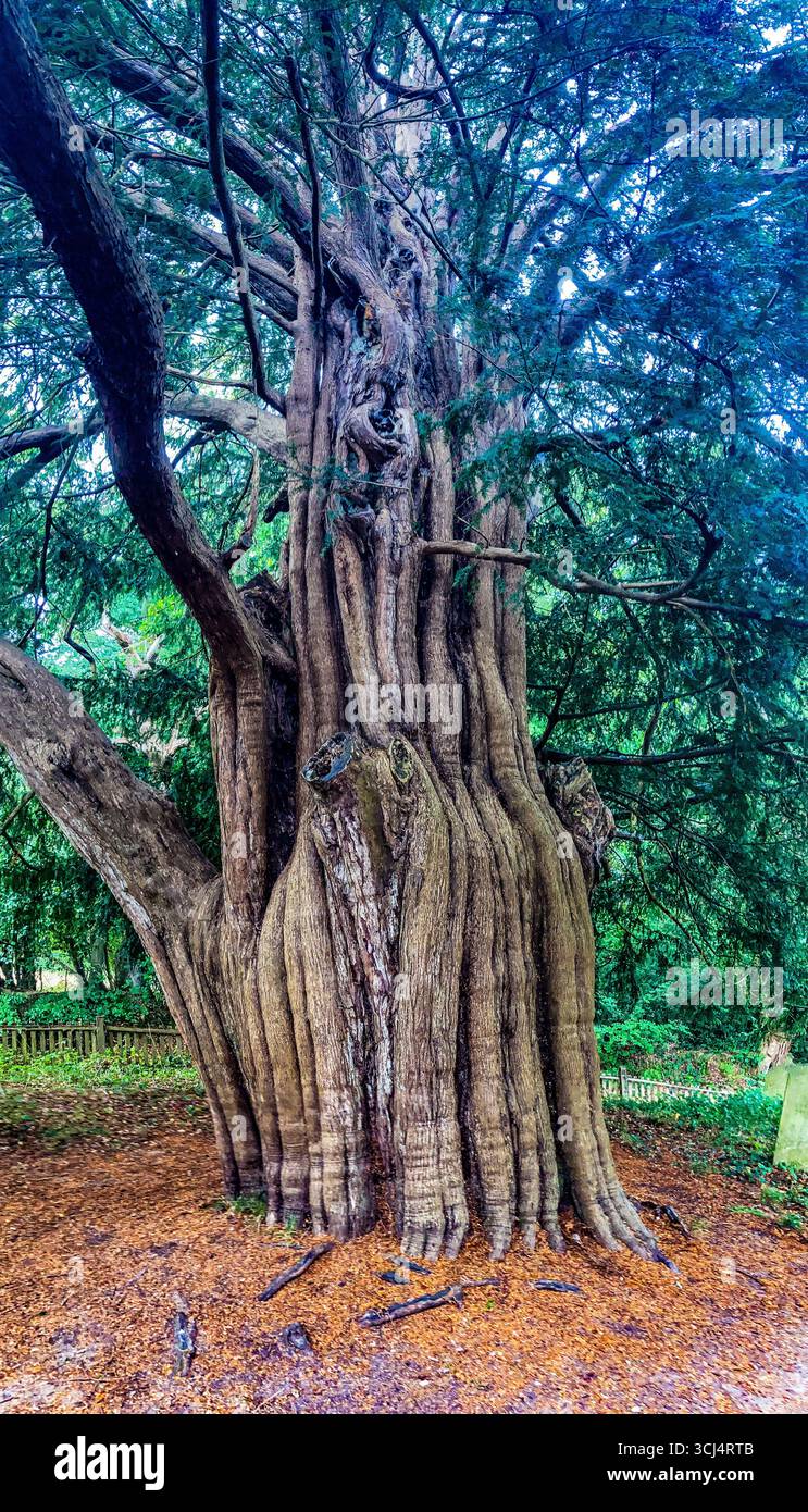 1000+ year old Great Yew Tree, growing bedside's St. Nicholas , Brockenhurst, the oldest Church in the New Forest - Smartphone Captured Stock Image