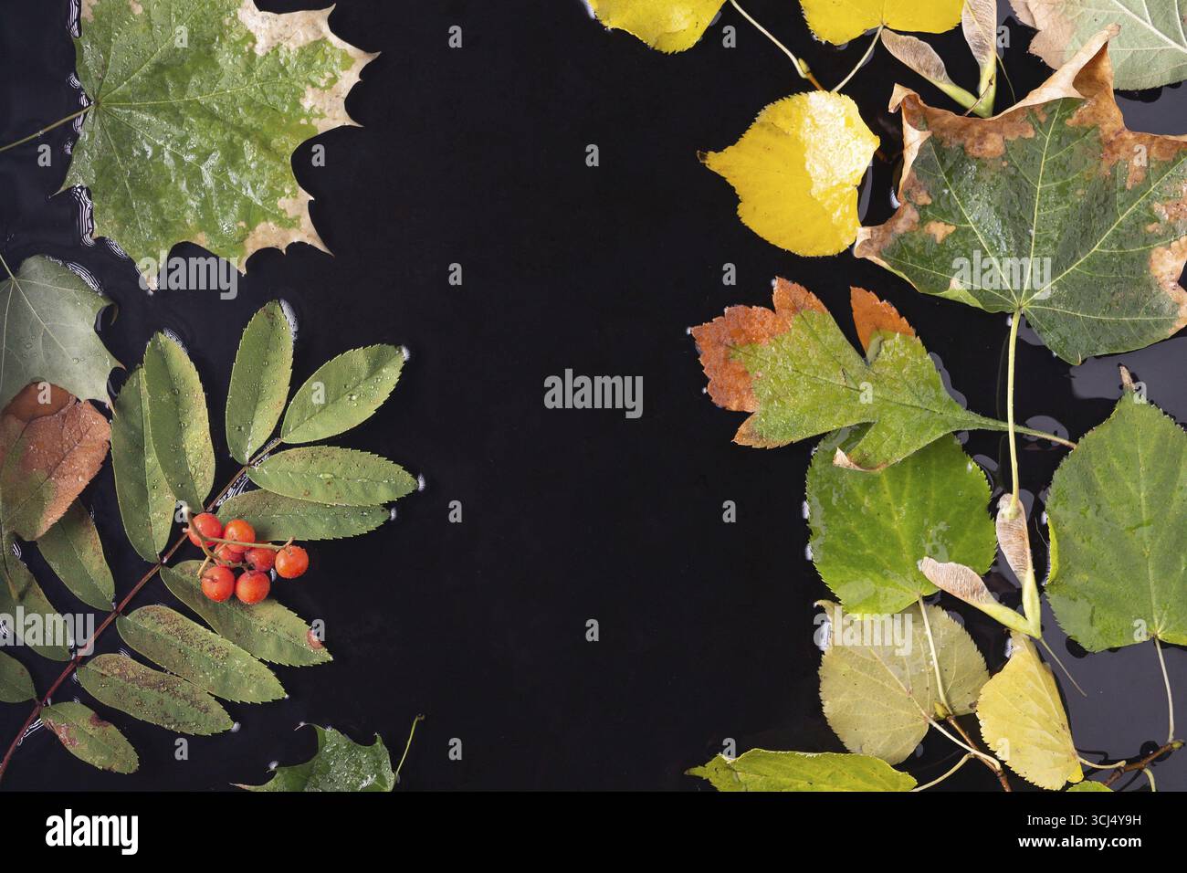 Autumn beautiful leaves are scattered on the wet asphalt Stock Photo ...
