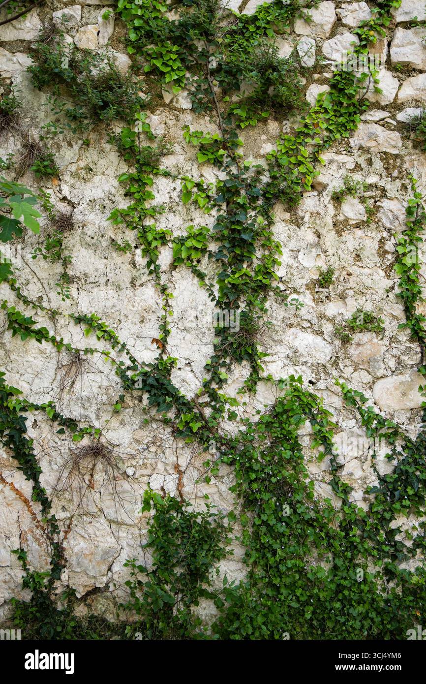 A textured stone wall covered with green ivy and moss. Stock Photo
