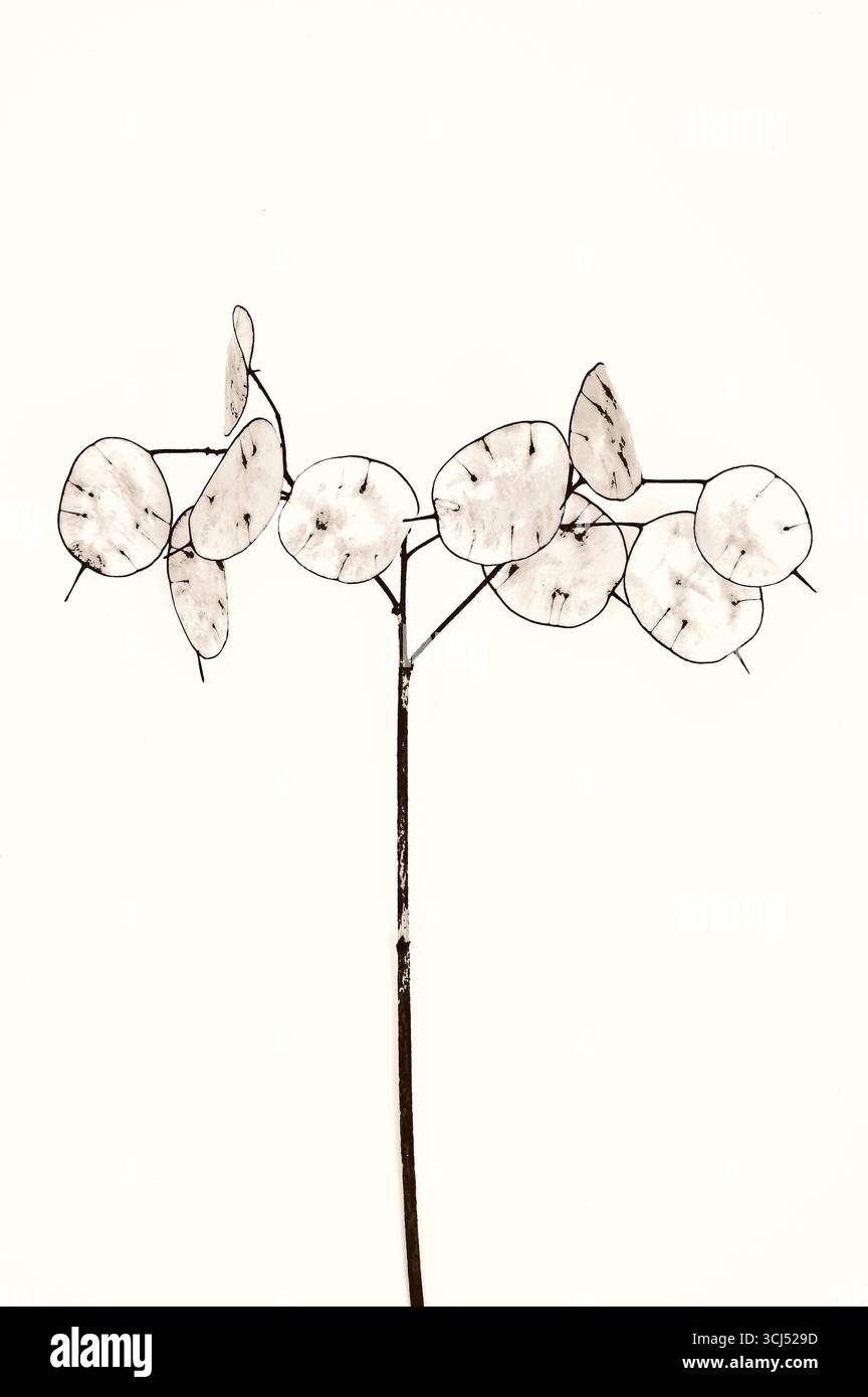 Graphic sepia image of stem of dried Honesty with ten silver seed discs Stock Photo