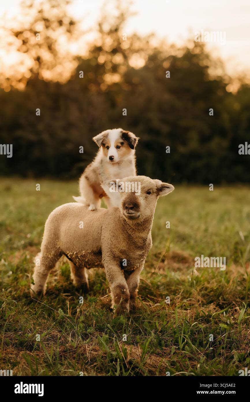 border collie puppy sitting on sheep Stock Photo