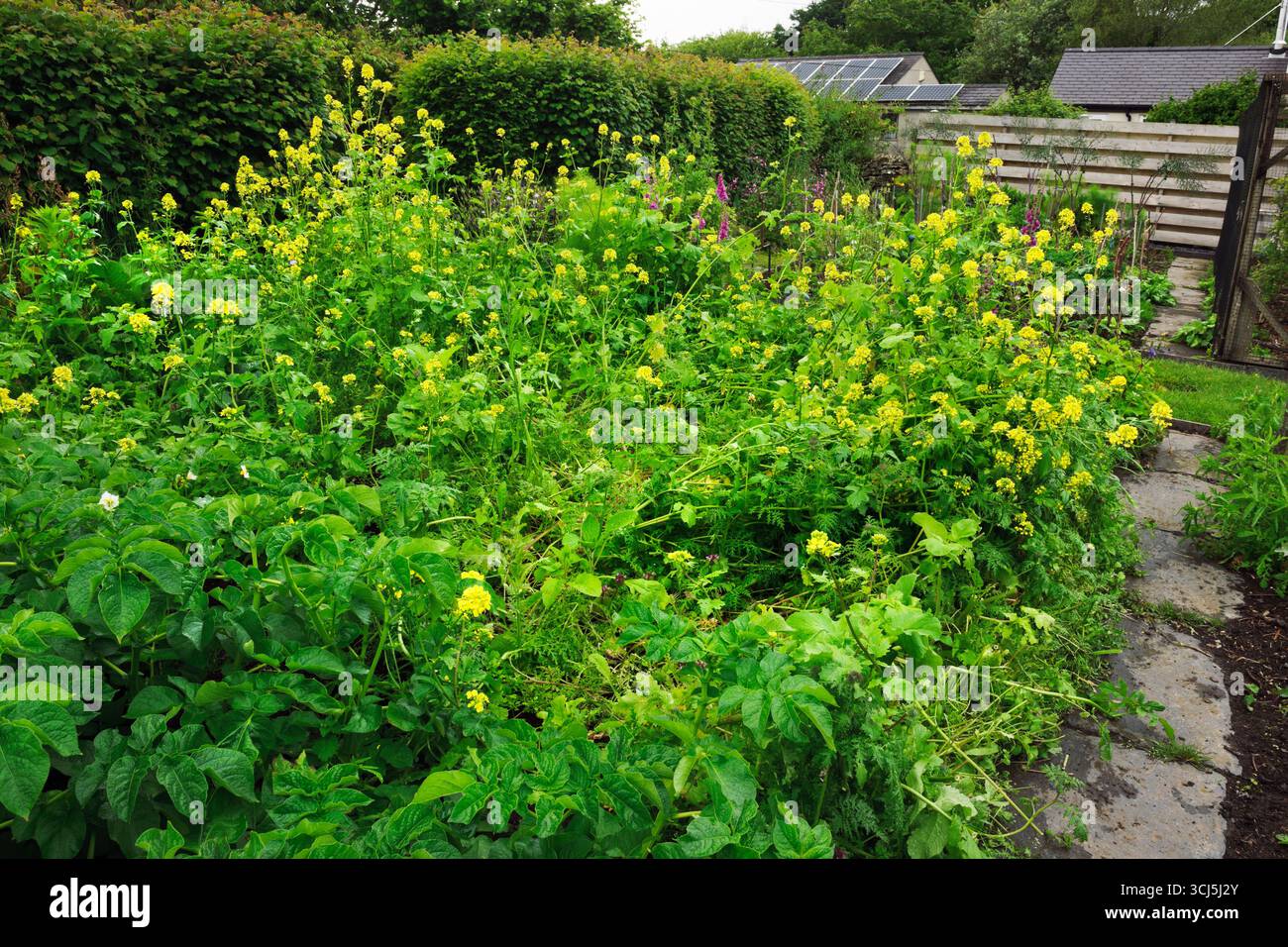 Green Manure - mainly mustard and phacelia, growing in vegetable patch next to potato crop. It has been left to flower and provide nectar for insects Stock Photo