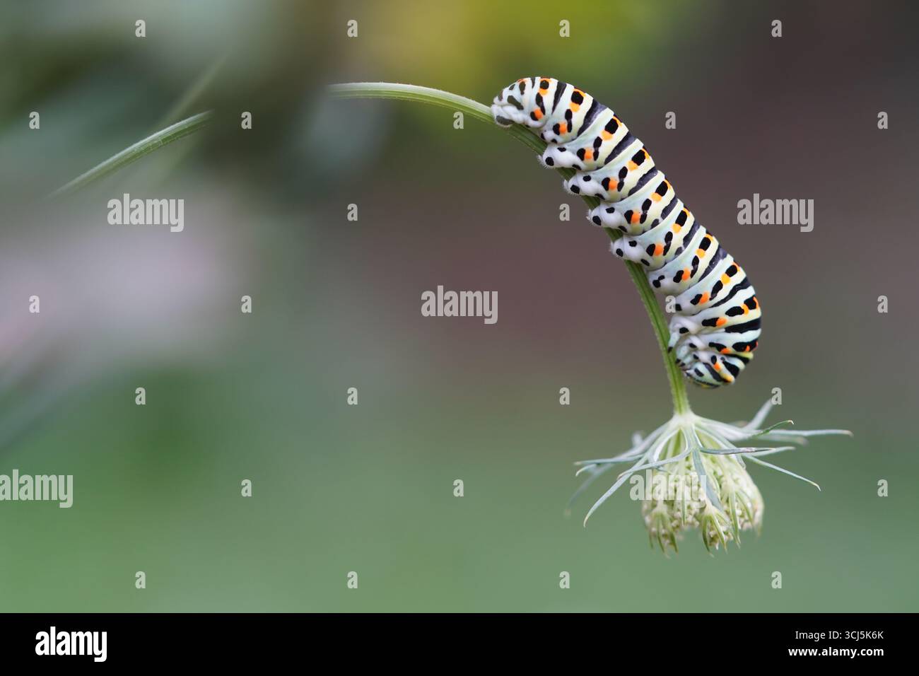 Papilio machaon - Raupe eines Schwalbenschwanz auf dem Stängel einer Wilden Möhre Stock Photo