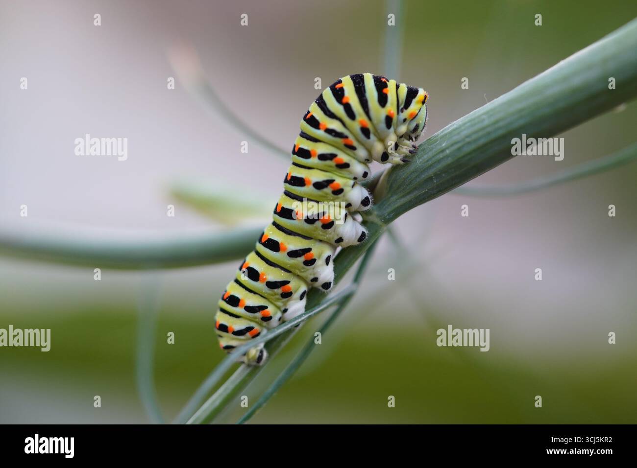 Papilio machaon - Schwalbenschwanzraupe auf Fenchelstängel Stock Photo