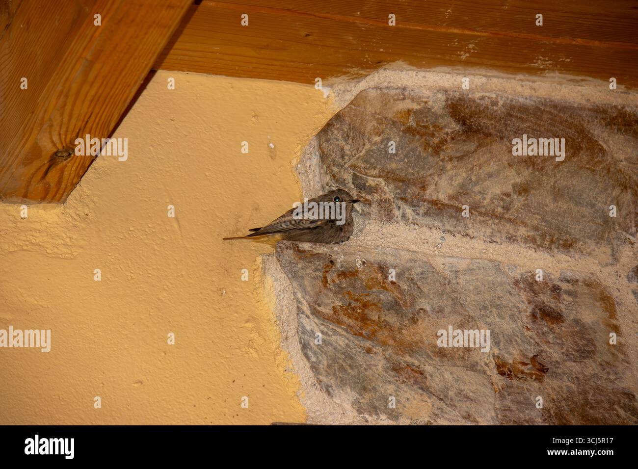 Pequeño pájaro de plumaje marrón posado en la esquina de una pared de piedra bajo un porche de  madera dentro de una construcción rústica para dormir. Stock Photo