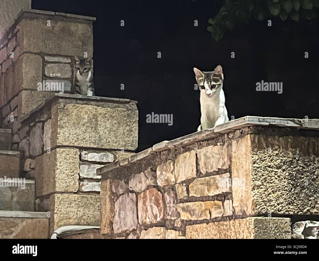 Two kittens on steps in Greece - Smartphone Captured Stock Image