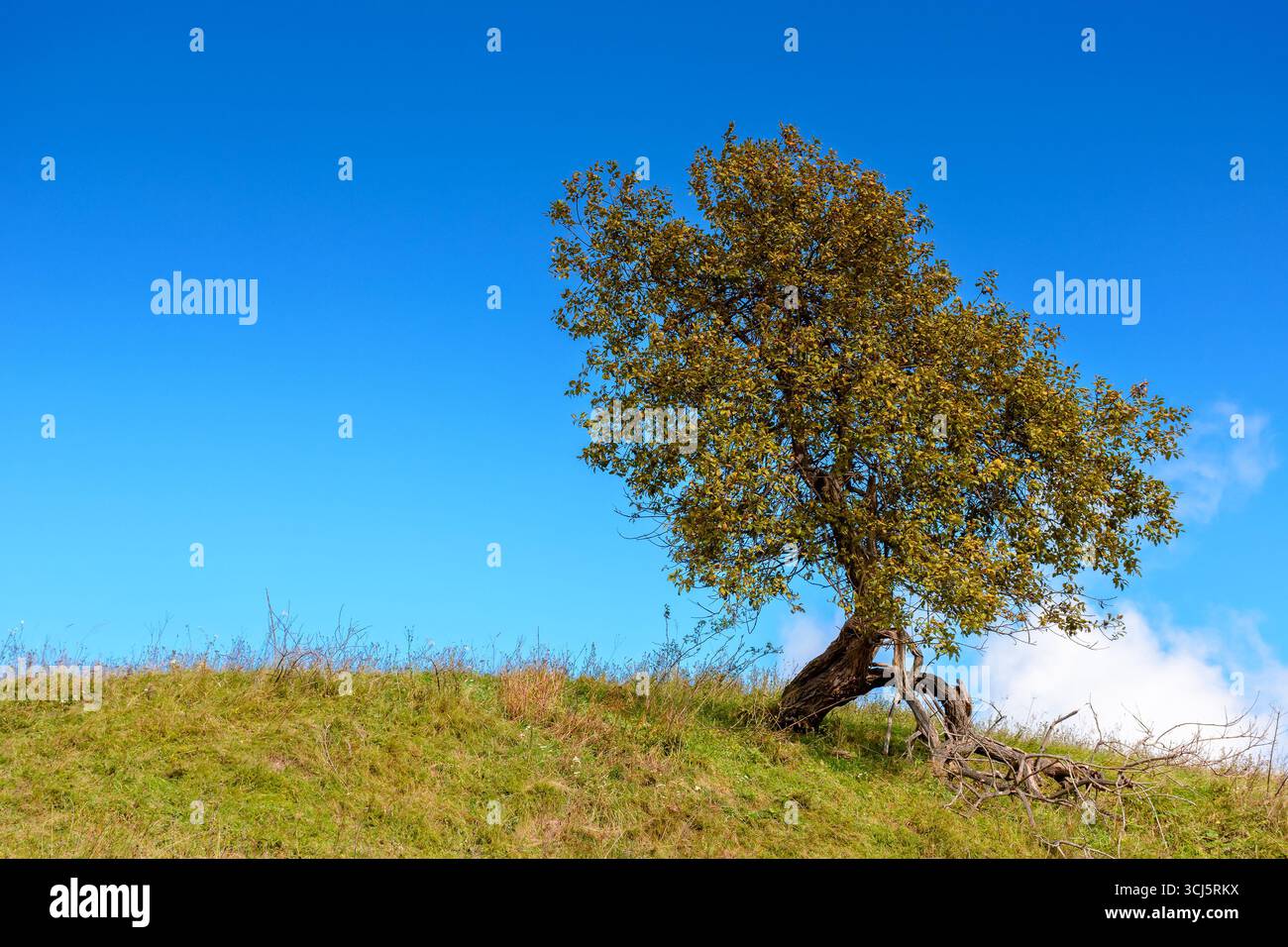 countryside scenery in autumn. single tree on the grassy hill in morning light. background with clouds on the blue sky. seasonal weather change in sep Stock Photo
