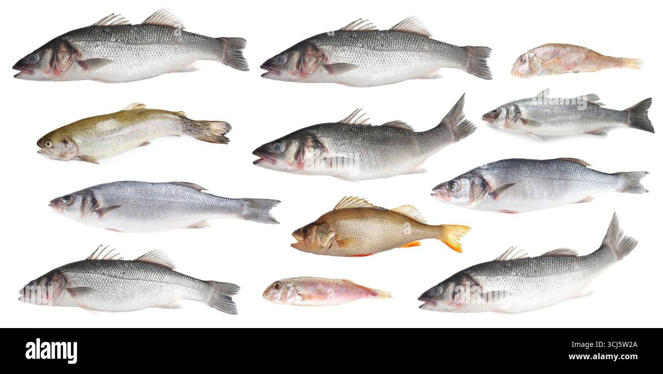 Different types of raw fish isolated on white, collage Stock Photo - Alamy