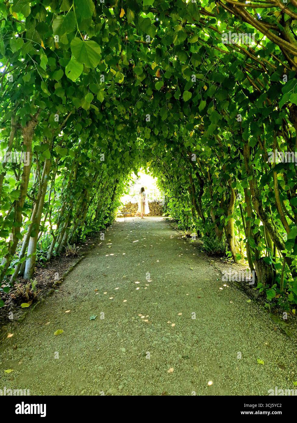 Tree avenue, with lady in white dress - Smartphone Captured Stock Image