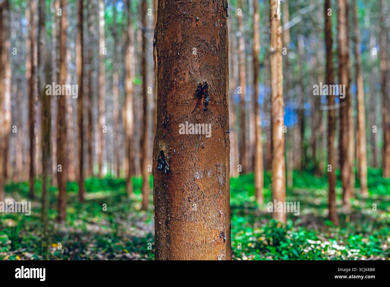 Timble Extraction Eucalyptus plantation for the cellulose industry and timber extraction ...