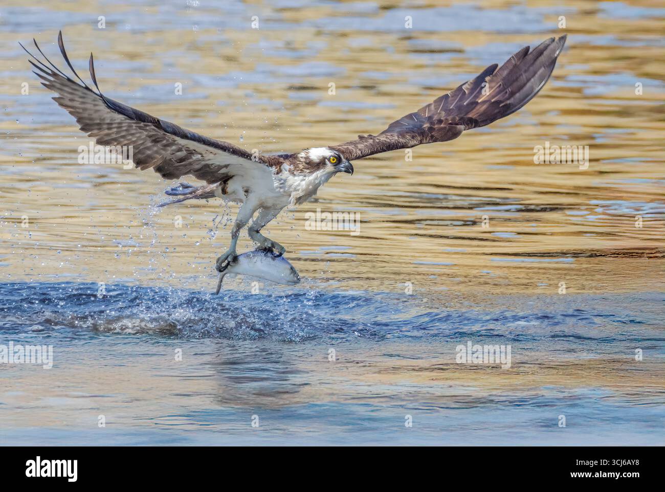 Osprey Catch of the Day  A stunning, eye-level, full shot captures a magnificent osprey as it triumphantly lifts a silvery fish Stock Photo