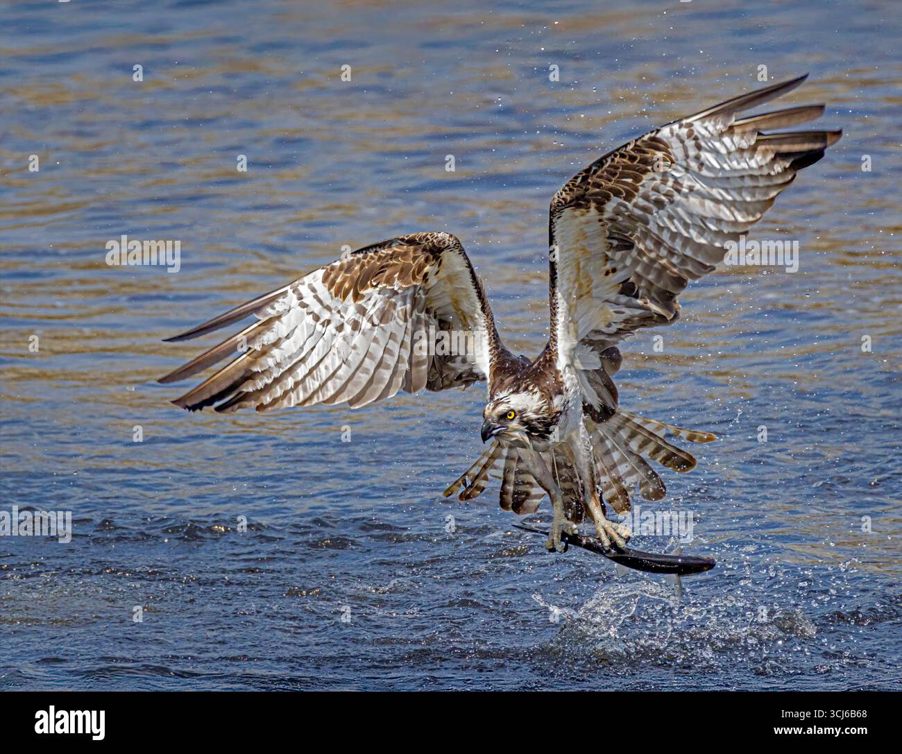 Osprey's Successful Catch Stock Photo