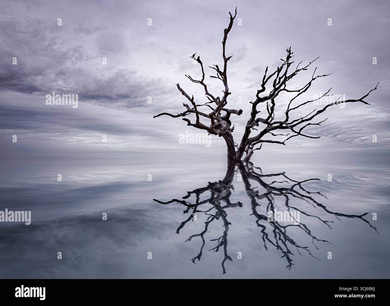 Jekyll Island GA - One of the weathered trees found in Driftwood Beach on Jekyll Island, Georgia. Stock Photo