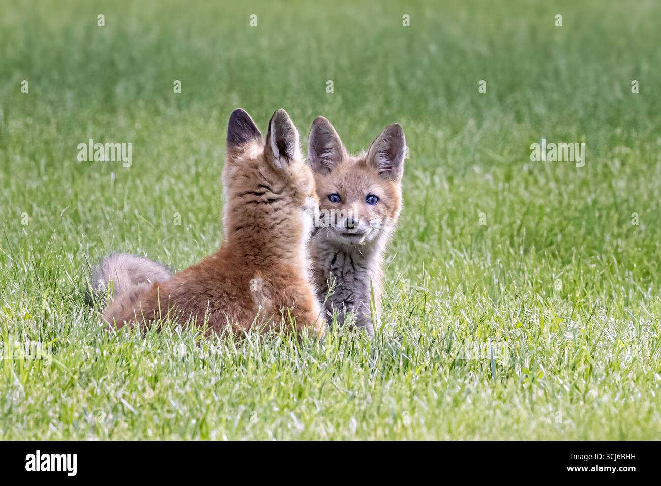 Red Fox Kits Stock Photo
