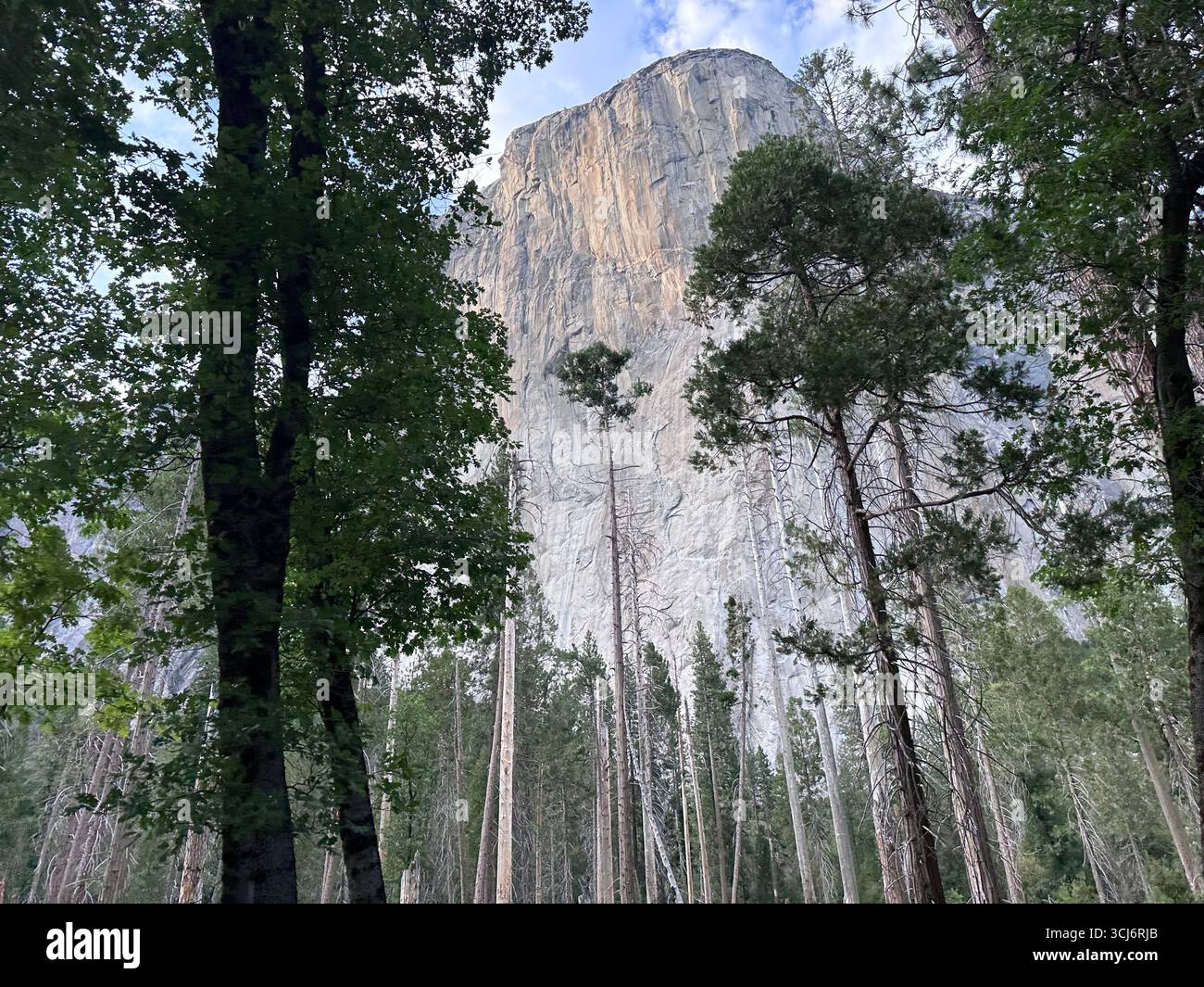 El Capitan, the towering granite monolith of Yosemite National Park, California, rising above the pine forest under a partly cloudy sky. - Smartphone Captured Stock Image