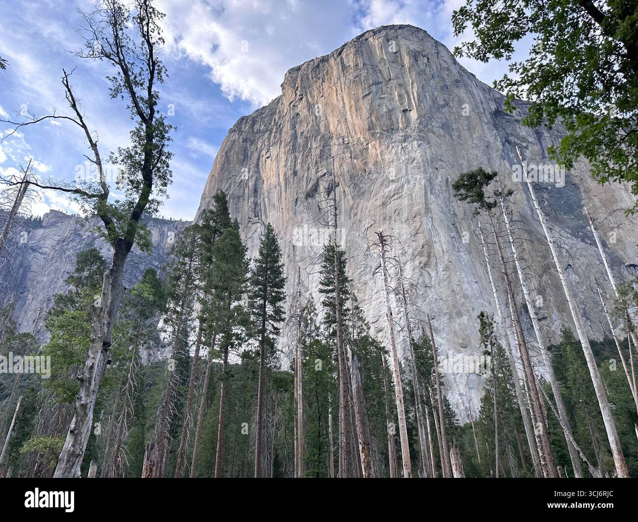 El Capitan, the towering granite monolith of Yosemite National Park, California, rising above the pine forest under a partly cloudy sky. - Smartphone Captured Stock Image