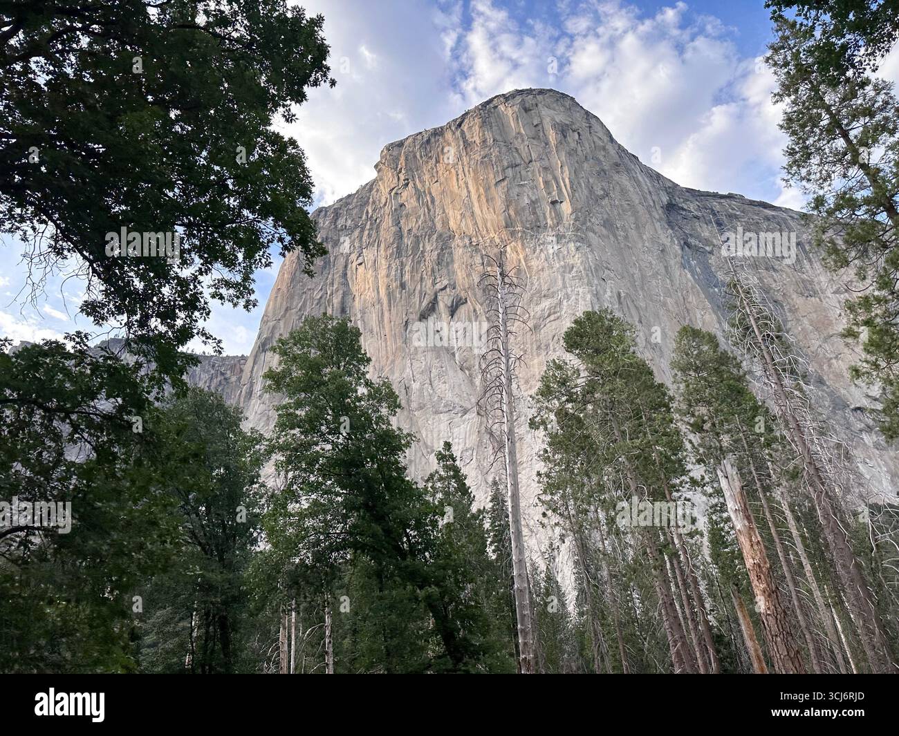 El Capitan, the towering granite monolith of Yosemite National Park, California, rising above the pine forest under a partly cloudy sky. - Smartphone Captured Stock Image