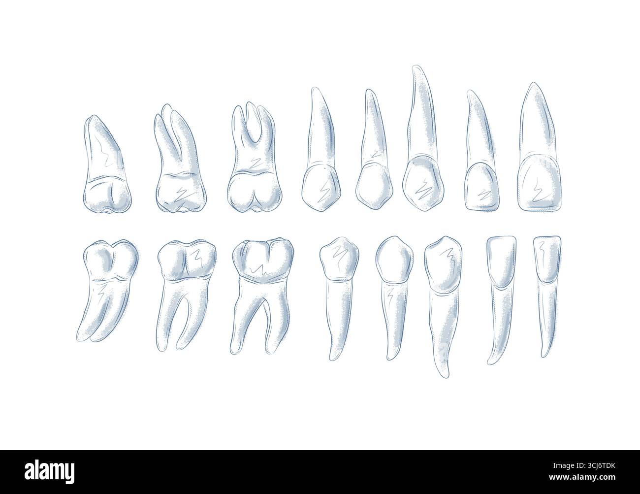 Types of human teeth collection illustration drawing in graphic style ...