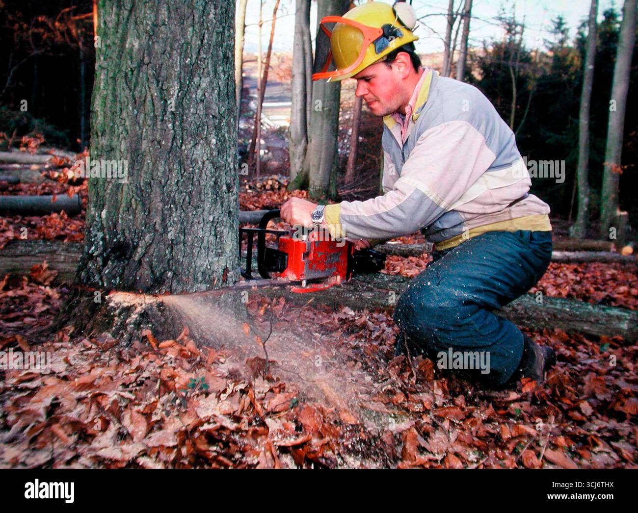 a lumberjack with a chainsaw cutting trees in the forest Lumberjack ...
