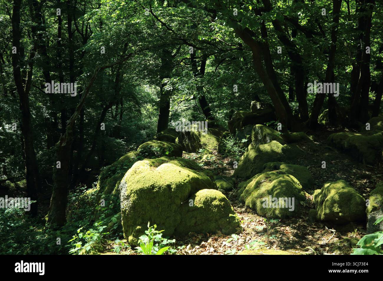 Forest trees dense wild hi-res stock photography and images - Alamy