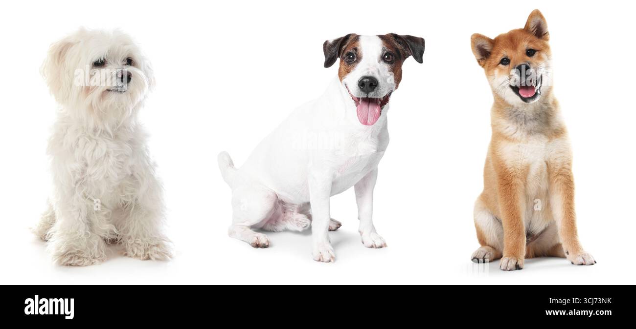 Cute dogs of different breeds isolated on white, collage Stock Photo ...