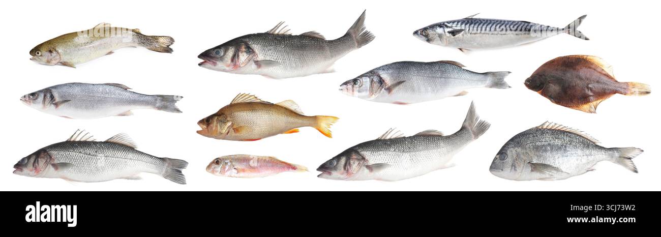 Different types of raw fish isolated on white, collage Stock Photo - Alamy