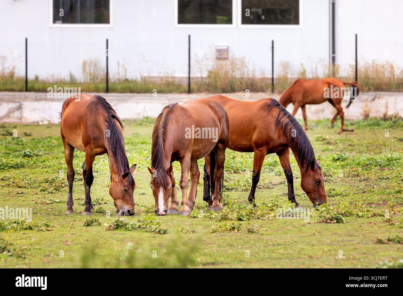 Beautiful brown horses. Equestrian life on the farm. Agriculture and horse care. Stock Photo