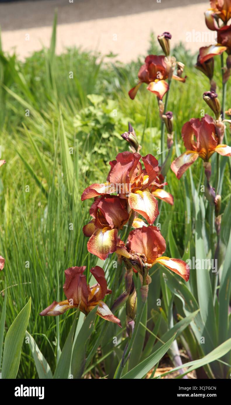 Bearded Irises Growing in Garden Surrey England Stock Photo