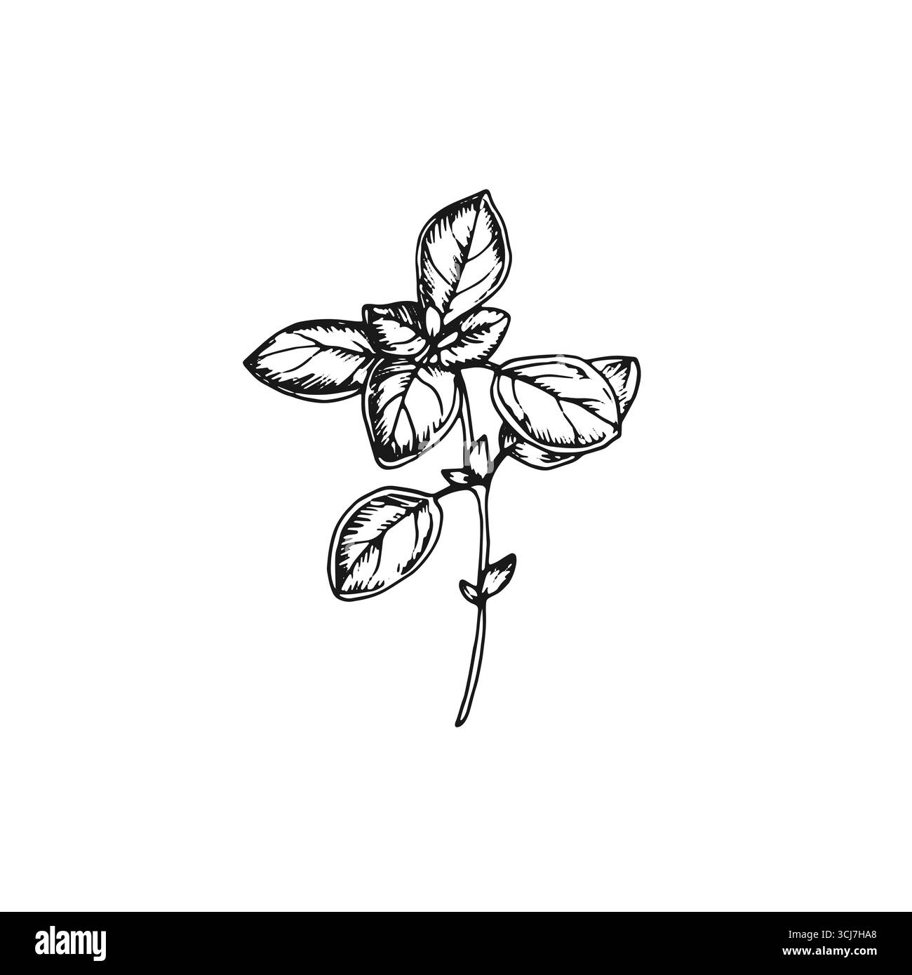 Oregano branch vector illustration hand drawn with ink. Stock Vector