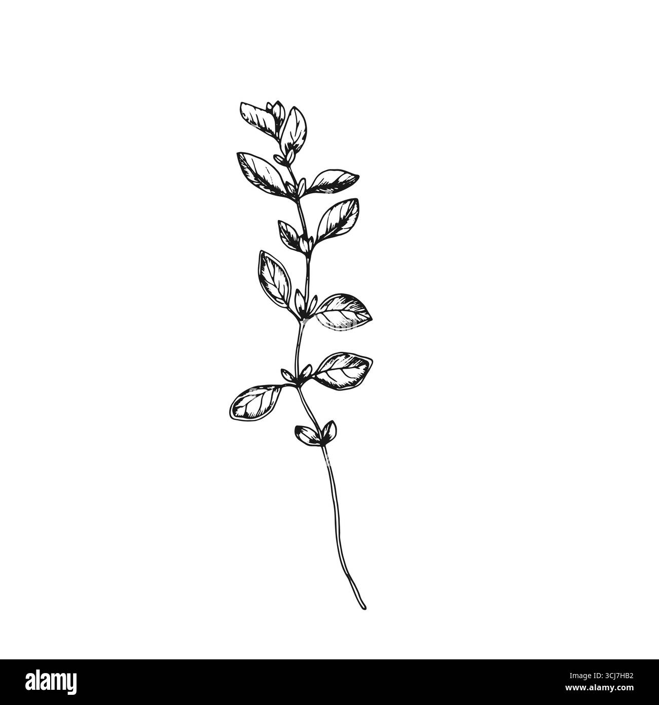Oregano branch vector illustration hand drawn with ink. Stock Vector