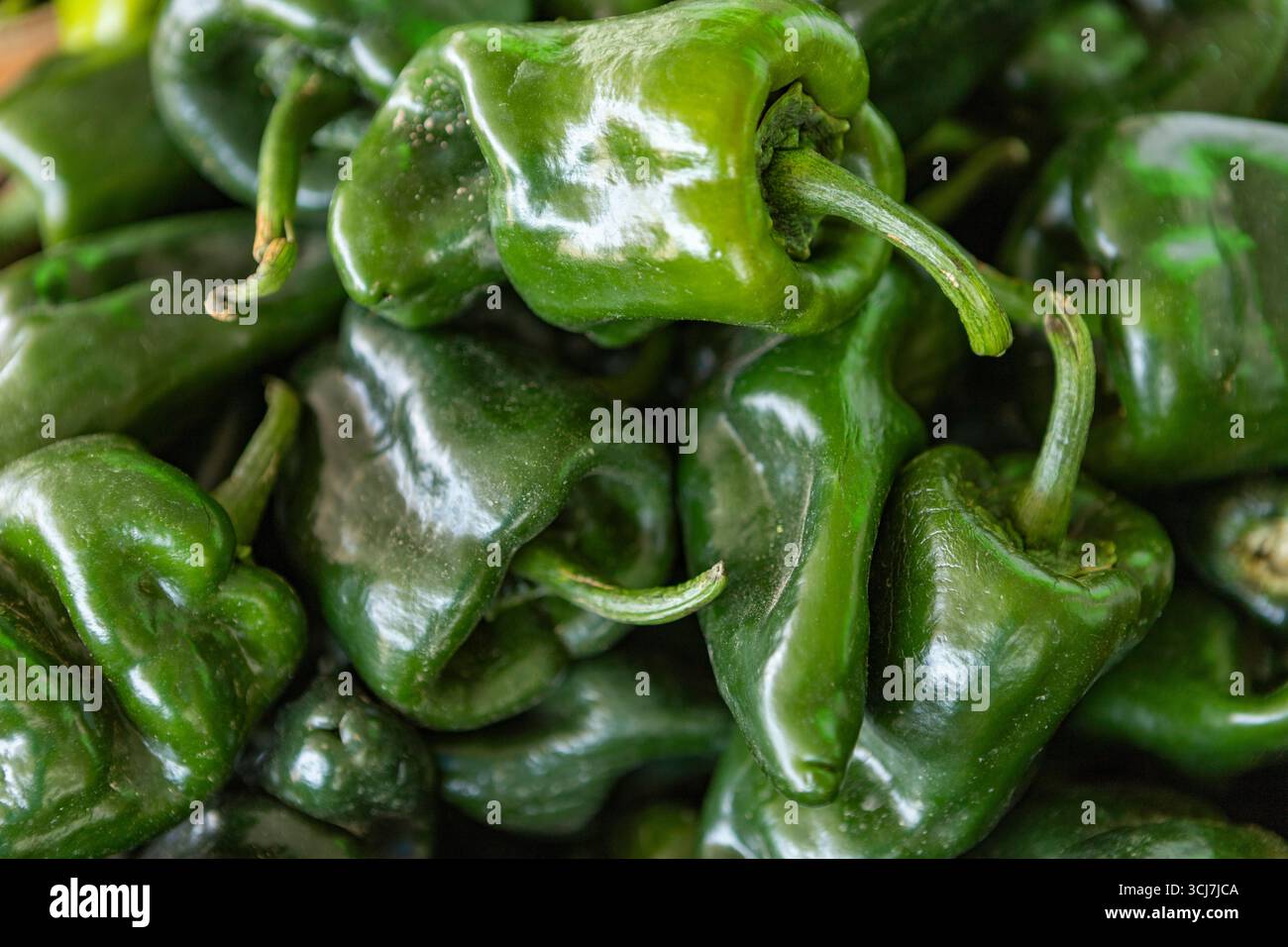 Fresh Picked Poblano peppers at a farmers market in Colorado Stock Photo