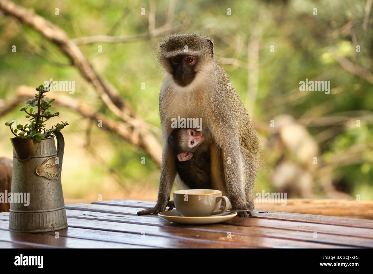 African Vervet Monkey with Infant Stock Photo