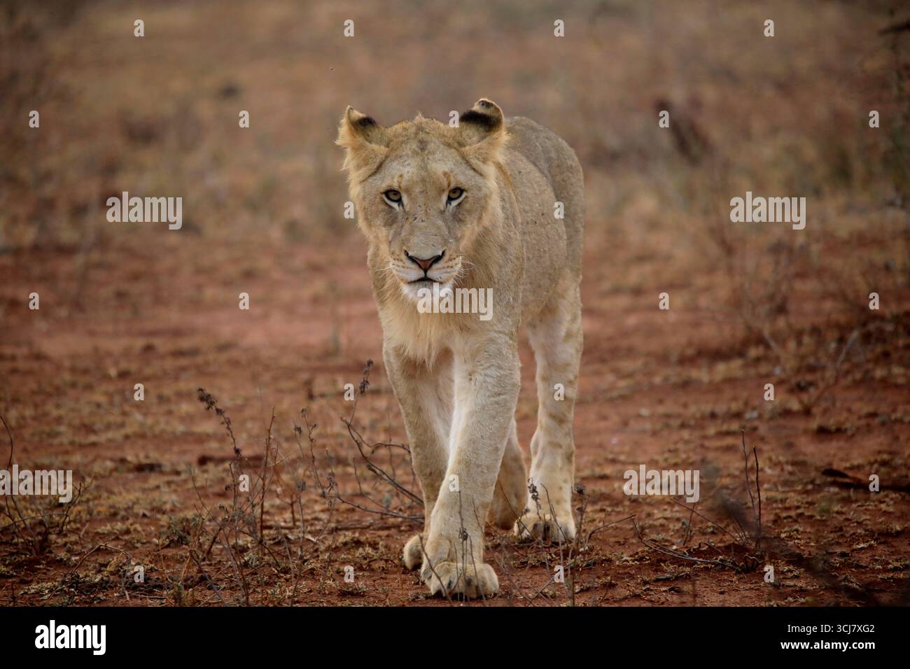 Beautiful male lion eye hi-res stock photography and images - Alamy