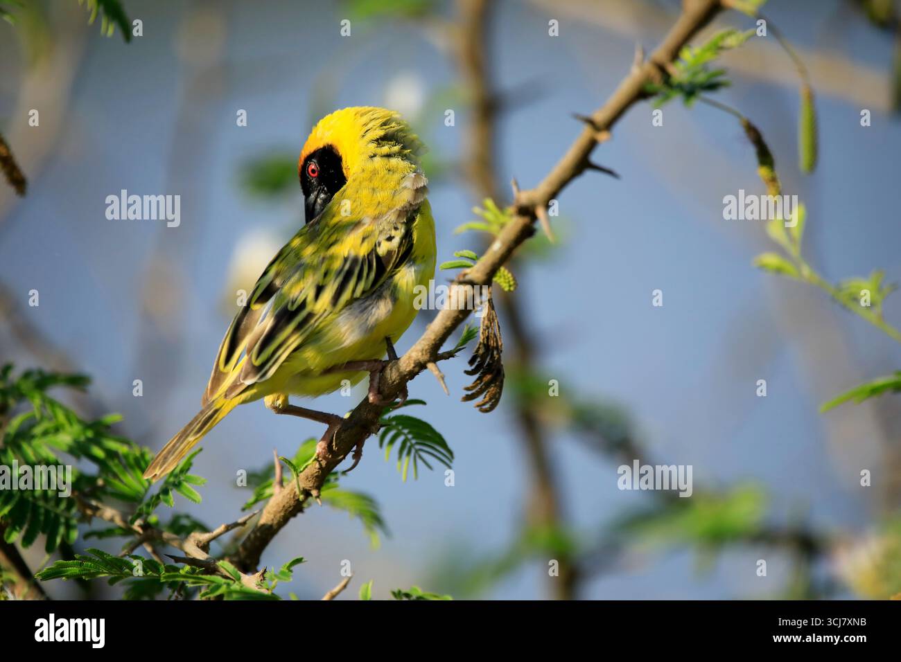African Masked Weaver Bird resting in a tree Stock Photo
