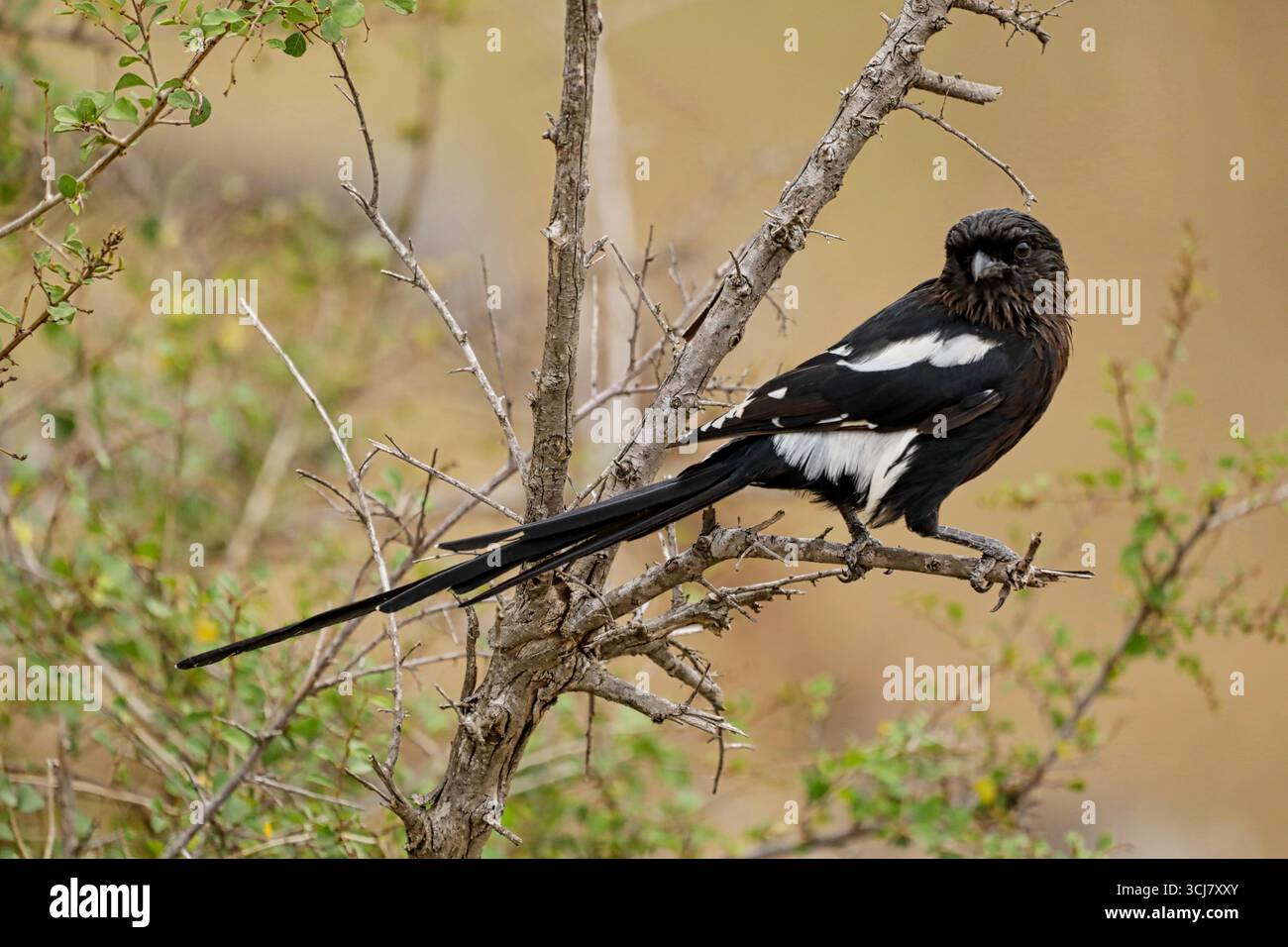 African Magpie Shrike Bird in tree Stock Photo
