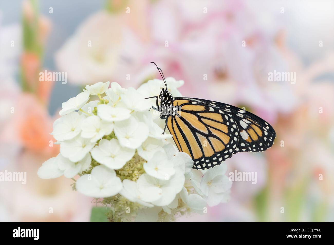 Macro of a monarch butterfly (danaus plexippus) resting on a white ...