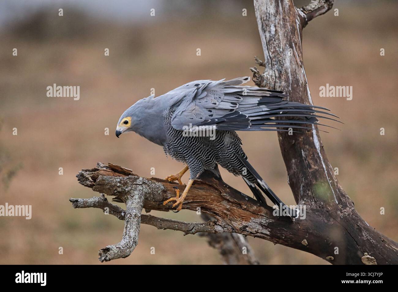 African Harrier Hawk Stock Photo