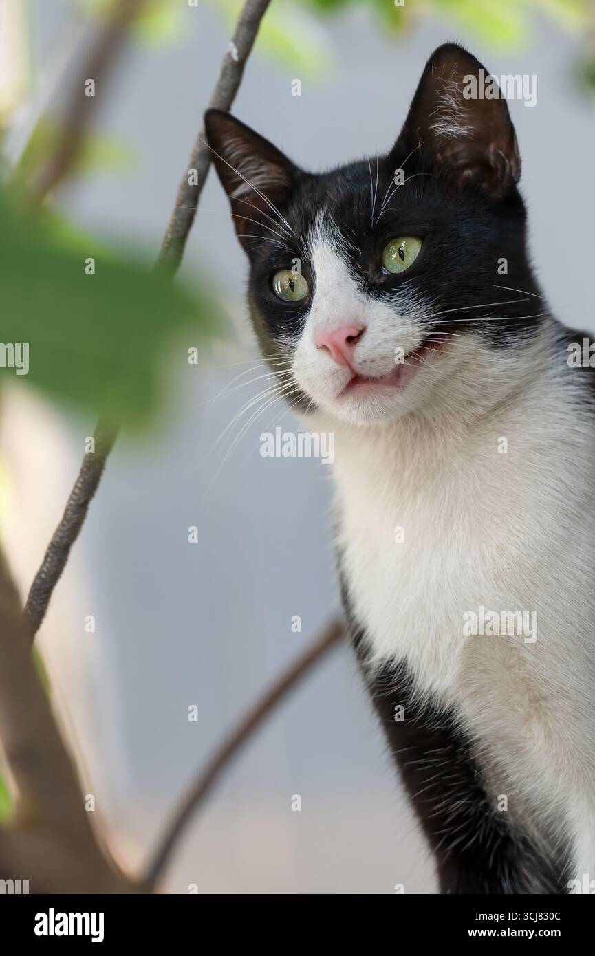 Black and White Cat Looking Alert in Nature Stock Photo - Alamy