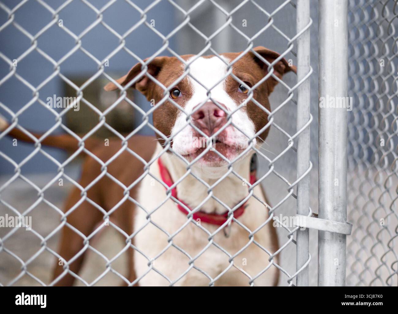 A sad Pit Bull Terrier mixed breed dog in an animal shelter kennel Stock Photo