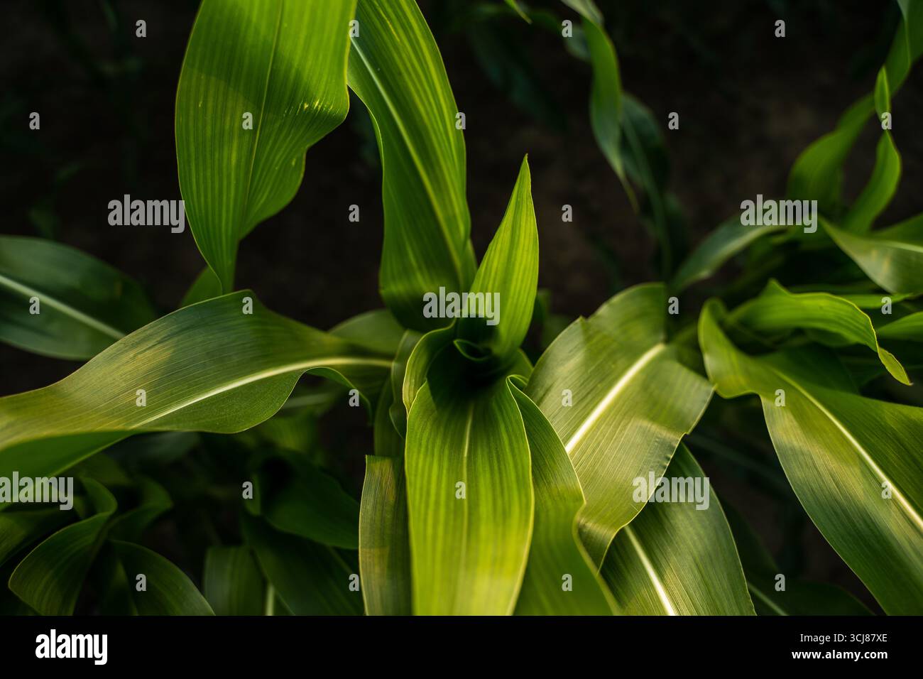 Young corn plant hi-res stock photography and images - Alamy